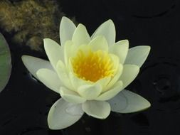 Water lily in spring