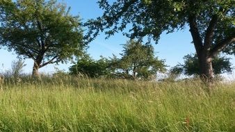 Landscape of the meadow in summer