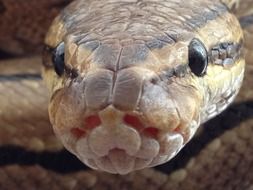 Python head with black eyes