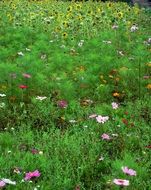 cosmos flowers at sunflower field