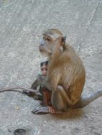 Monkey with a child in Malaysia