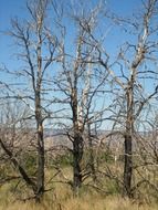 Dead trees in the field