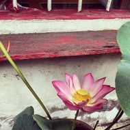 picture of the chinese lotus flower