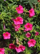 pink Petunia