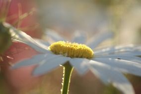 leucanthemum from the aster family
