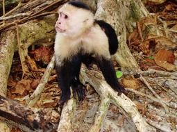 monkey in the jungle in costa rica