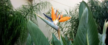 magnificent bird of paradise flower