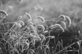 black and white photo of grass in autumn
