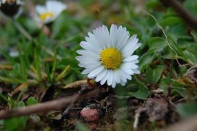 daisy on the ground among the leaves