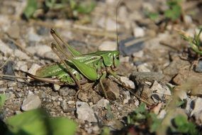 perfect grasshopper insect