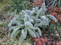 stachys byzantina