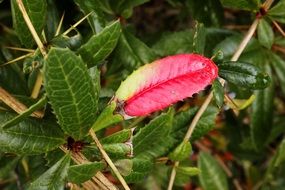 berberis leaf