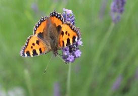 butterfly on the wild plant