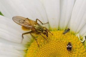 closeup photo of fly and two midges on a white daisy