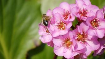 Black and orange insect on the beautiful, pink, white, red and yellow bergenia cordifolia flowers near the green leaves