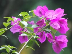 bright rare garden flowers close up