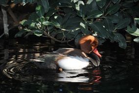 Beautiful and colorful duck in the pond near the plants