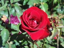 Beautiful red garden rose among other flowers and leaves