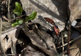 fire bug pairing