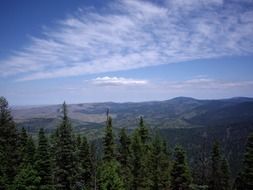 conifers trees landscape