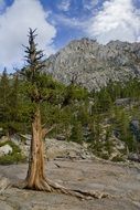 pine trees in the mountains around Lake Tahoe