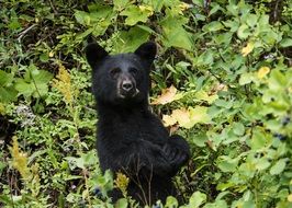 Black bear in wildlife