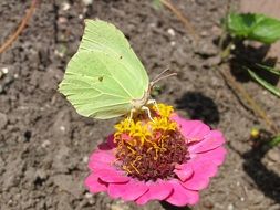 green butterfly on the pink flower