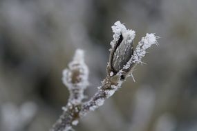 magnolia in the winter time