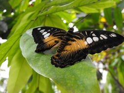 big butterfly on a green leaf closeup