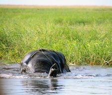 elephant swimming in water in botswana