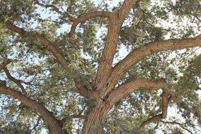 oak with large crowns close-up