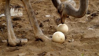 splendiferous ostriches bird