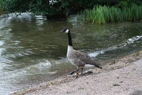branta by the water