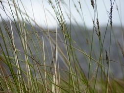 tall grass closeup
