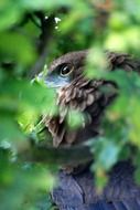 eagle behind a branch with green leaves