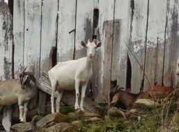 goats stand near the wall of the barn