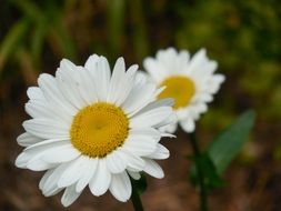 cute daisy flower macro