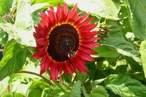 bumblebee on a red sunflower close up