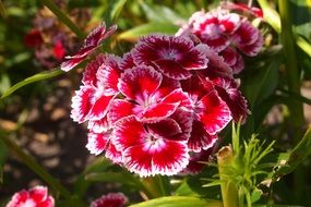 turkish carnation