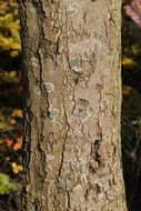 lichen on bark of tree close up