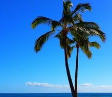 green palm tree against blue sky