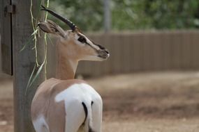 safari zoo