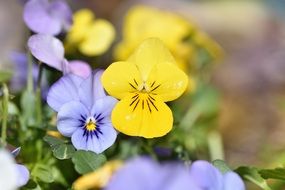 violet yellow flowers macro photo