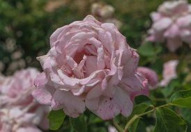 pink roses blossom in garden