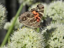 butterfly with colorful wings on the flower