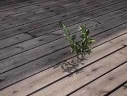 small plant between wooden planks