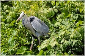 silver heron outdoor holland nature