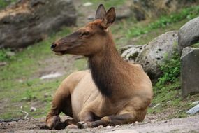 hoofed animal lies at the foot of the hill