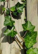 climbing green ivy plant