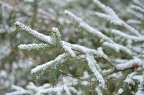 branches evergreen needles covered with snow